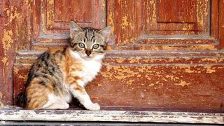 Cat waiting by door