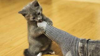 Kitten playing with sock