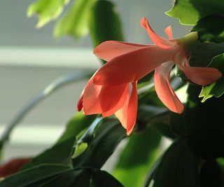 Close-up of a Schlumbergera (Christmas Cactus) plant in bloom