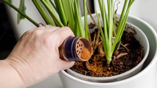 Sprinkling cinnamon to plant soil