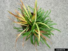 Potted Monkey Grass With Discolored Leaves