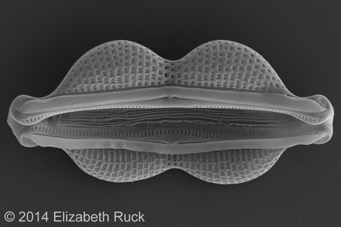 Amphora, diatom, air