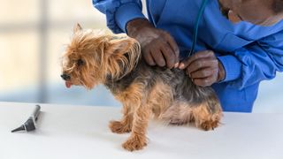 Topical flea treatment vs. oral - dog getting checked by vet