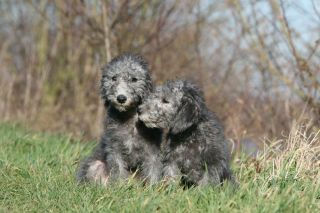 Dog Bedlington Terrier two puppies sitting in a meadow cuddly