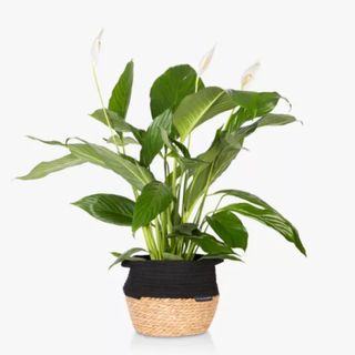 The Little Botanical Peace Lily - John Lewis