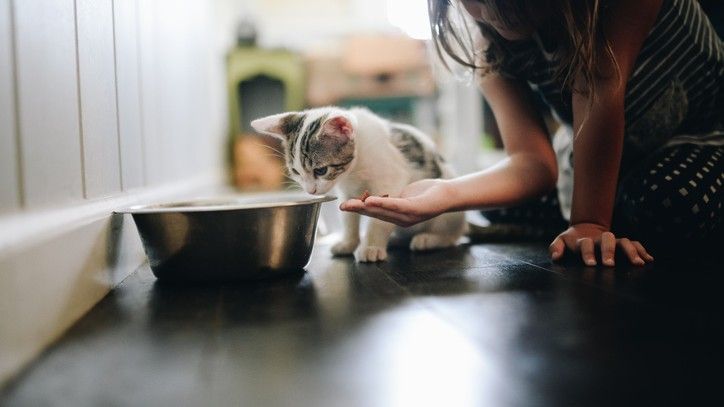 Top six kitten feeding tips for raising a strong and healthy cat