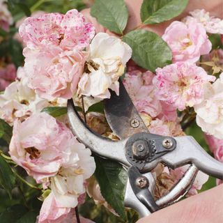 Rosa polyantha 'Nathalie Nypels' deadheading faded roses with secateurs in summer