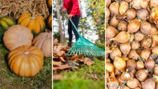 composite of pumpkins, woman raking leaves and tulip bulbs