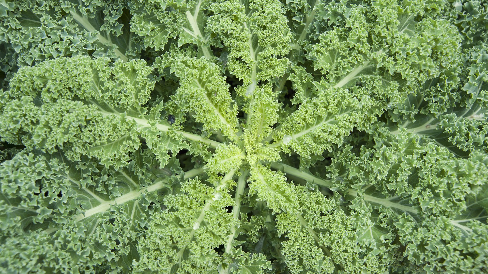 How to grow kale from seed to harvesting Homes & Gardens