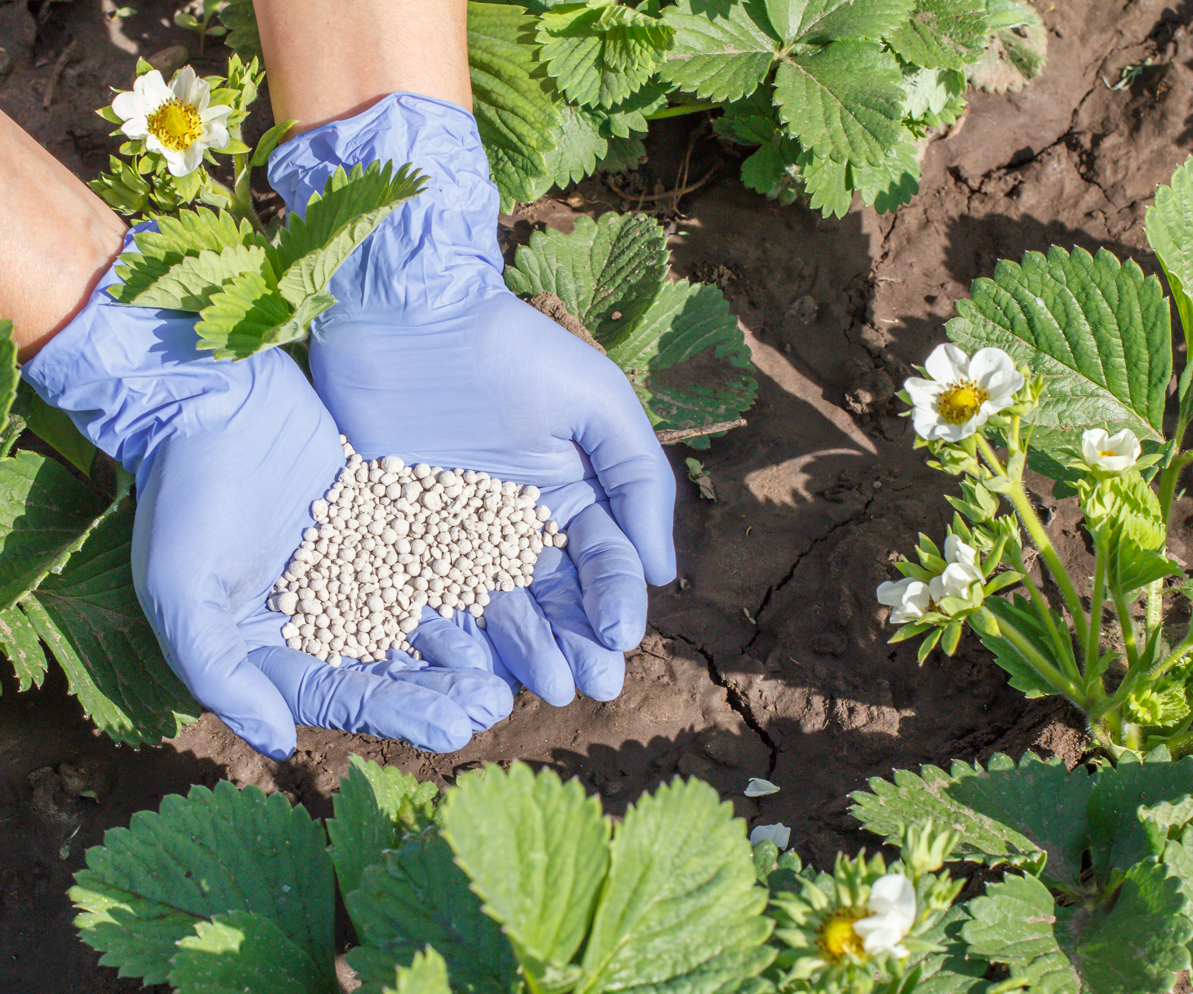 strawberry plants being fed with granules