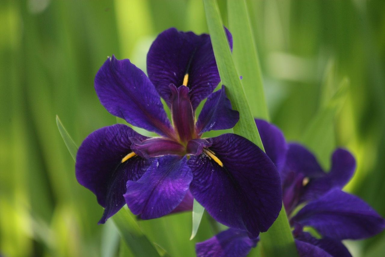 louisiana iris