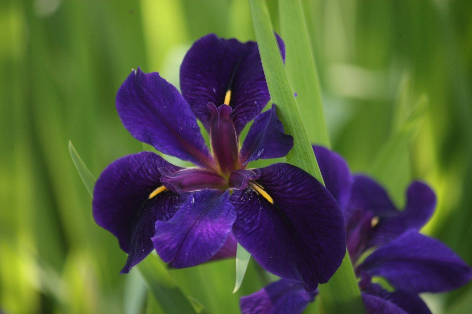 Louisiana Iris Information: Tips On Growing Louisiana Irises In Gardens | Gardening Know How