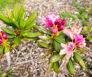 Azalea with chlorosis leaf disease