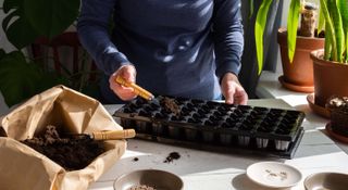 Man sowing seeds into seed trays