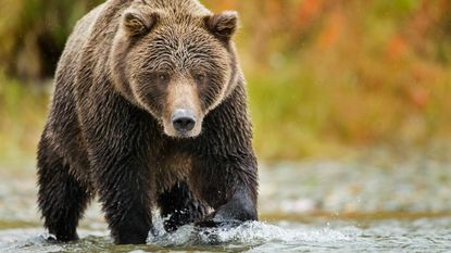 An imposing grizzly bear sloshes through a stream.