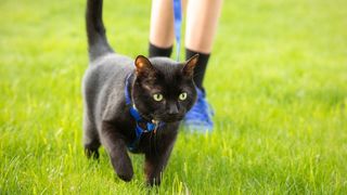 Black cat walking across grass wearing blue harness