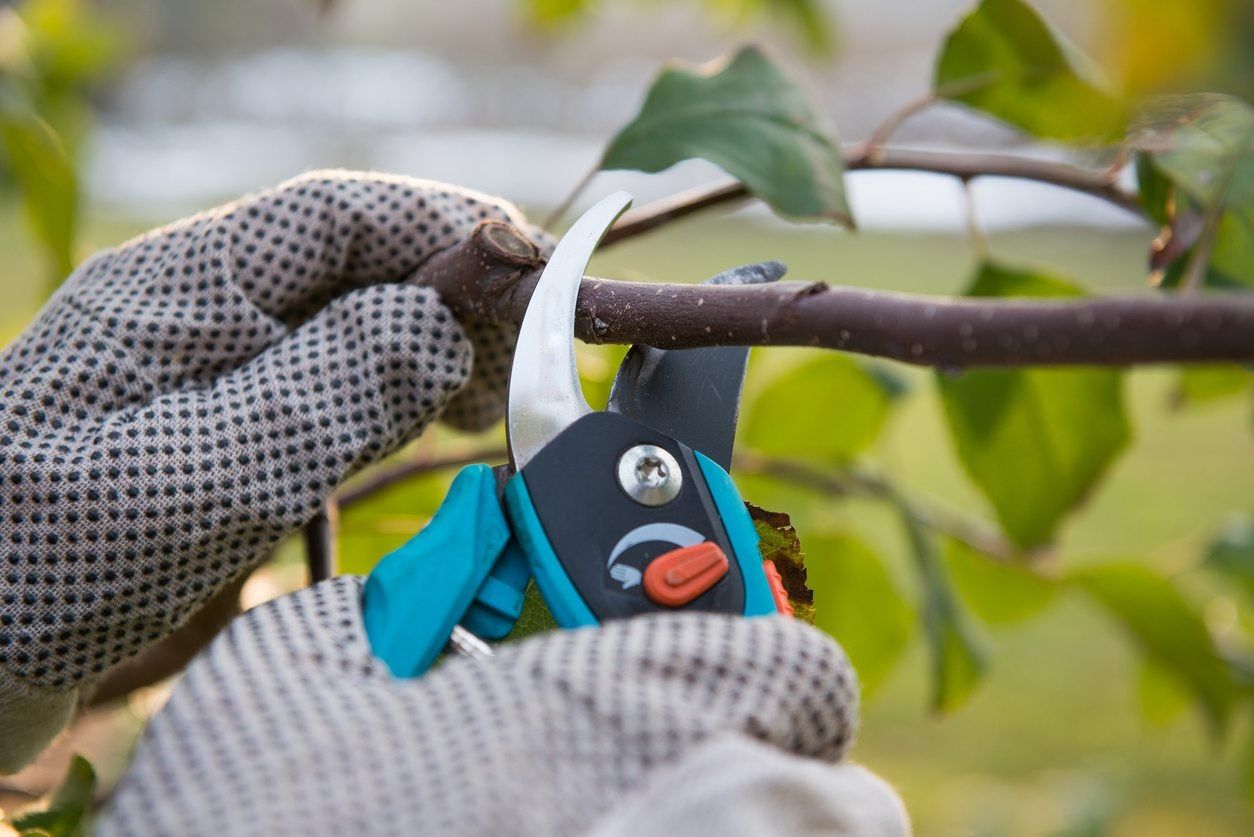 Hands Pruning A Tree Branch