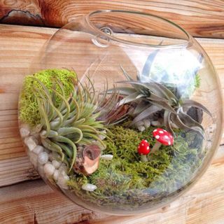 Glass Wall Hanging Terrariums Bowl