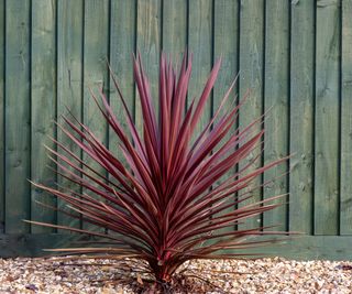 Cordyline plant growing in a garden against a green fence