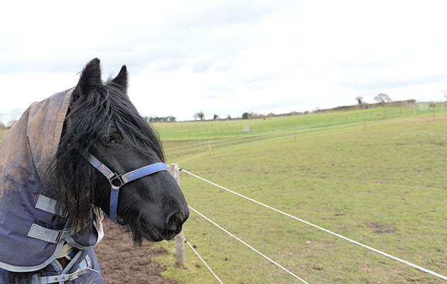 Paddocks at Sarah &amp;amp; Simon Parker's yard at Glebe Farm in Bronington near Whitcurch in Shropshire, UK on the 1st March 2016