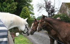 Cruising-and-the-two-clones-as-Yearlings.jpg
