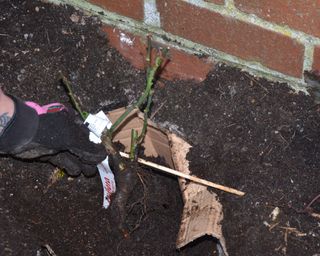 Planting a rose in cardboard to reduce the risk of replant disease