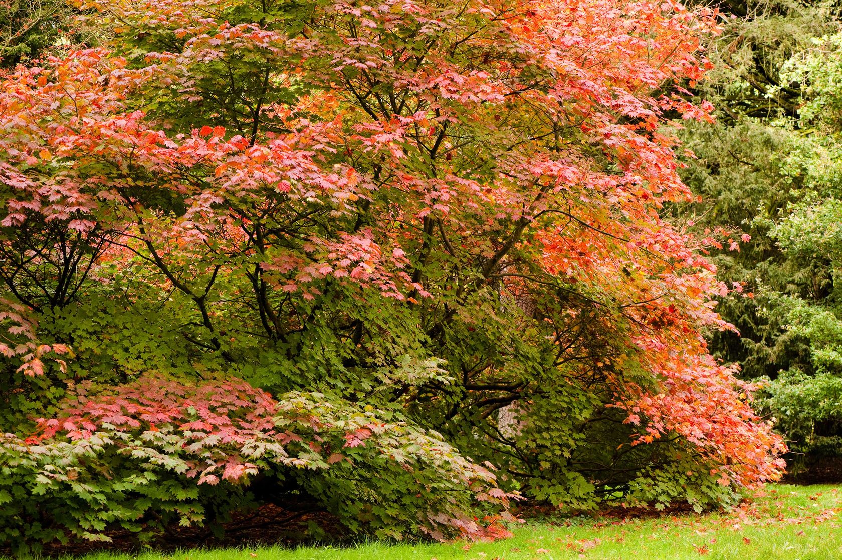 How to grow acers follow our tips and add yearround interest to your