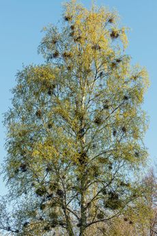 Birch tree half-full of Witches' Broom.