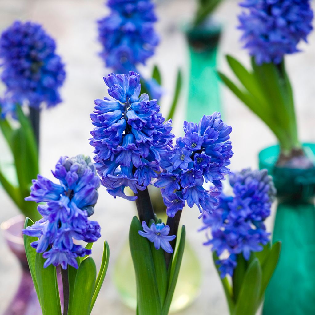 How to grow hyacinths indoors: an expert guide for success | Woman & Home