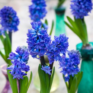 Hyacinth 'peter Stuyvesant' for Forcing