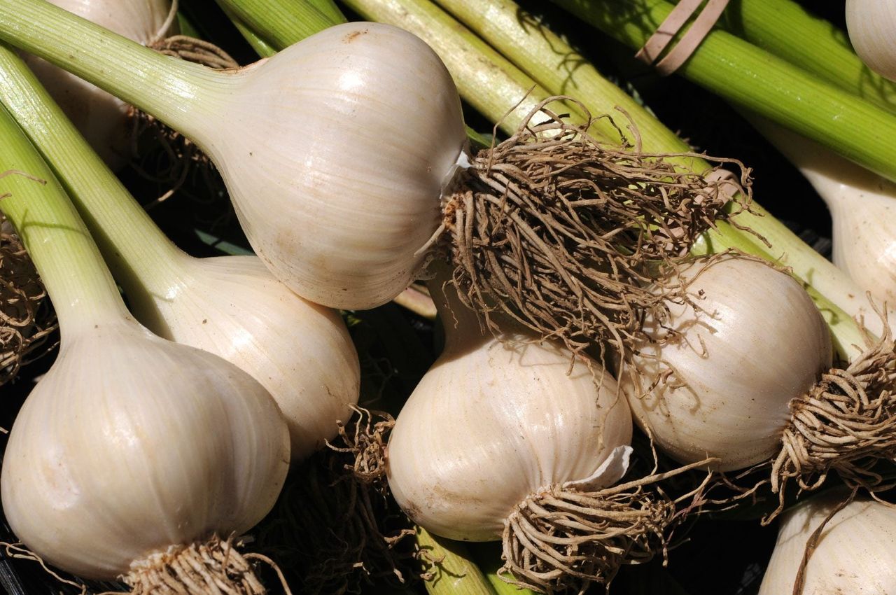 Pile Of Garlic Cloves And Stems