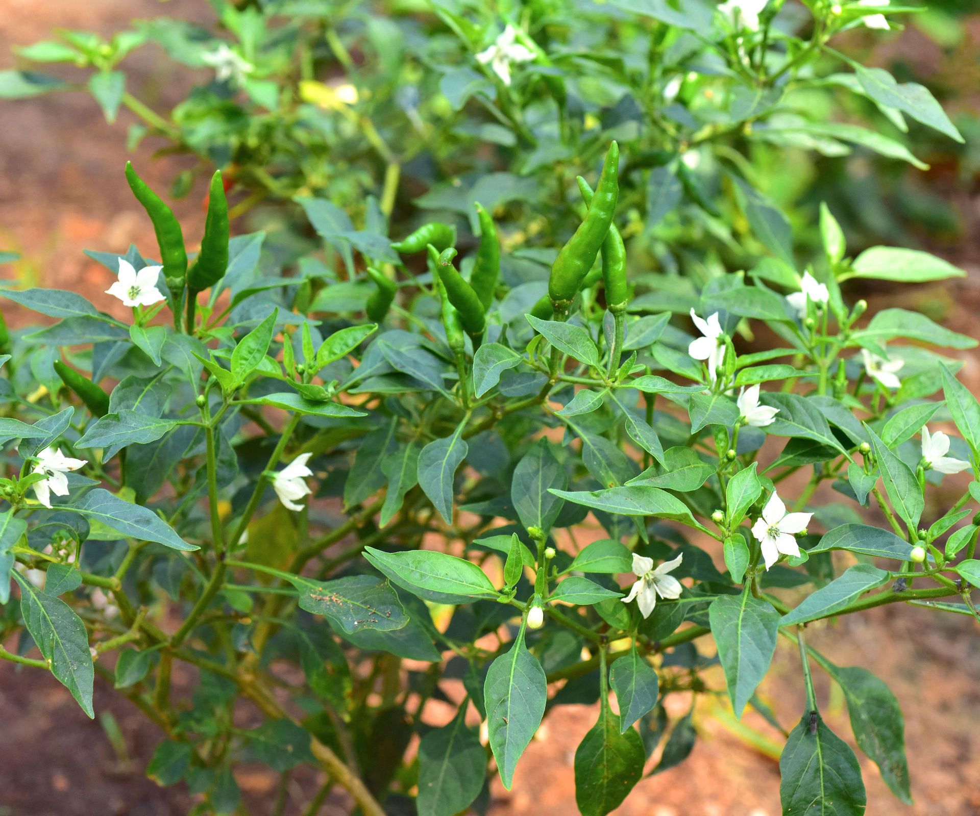chili pepper plant with white flowers