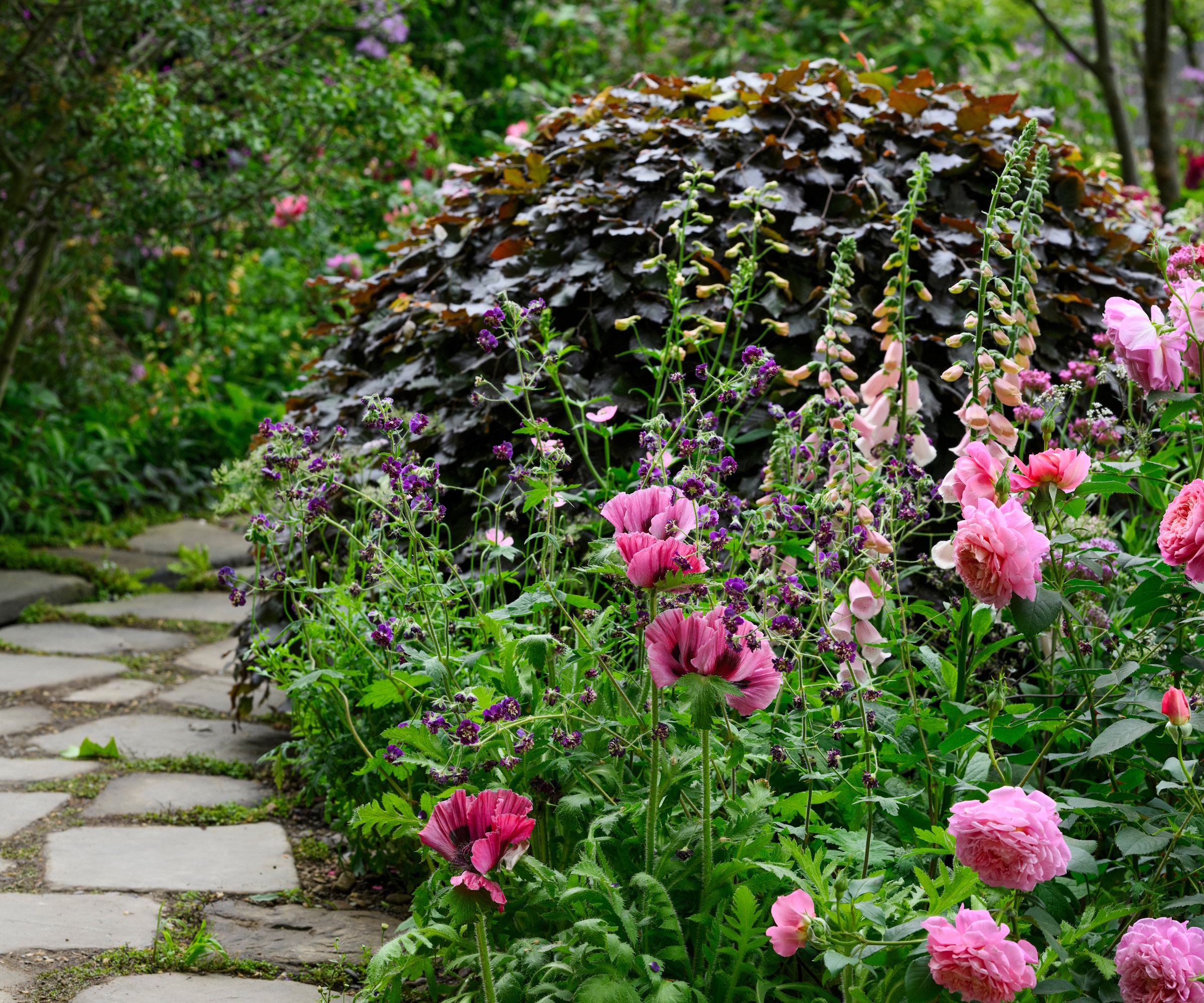 Pink poppies and roses, with foxgloves and copper beech hedge