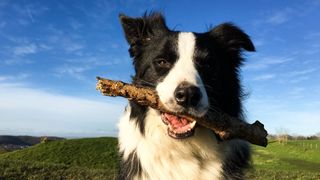 Border Collie outside holding a stick in its mouth with blue sky behind