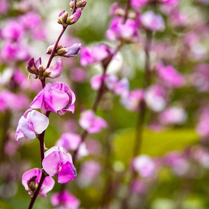 focus on purple hyacinth bean plant flowers and blurred background 