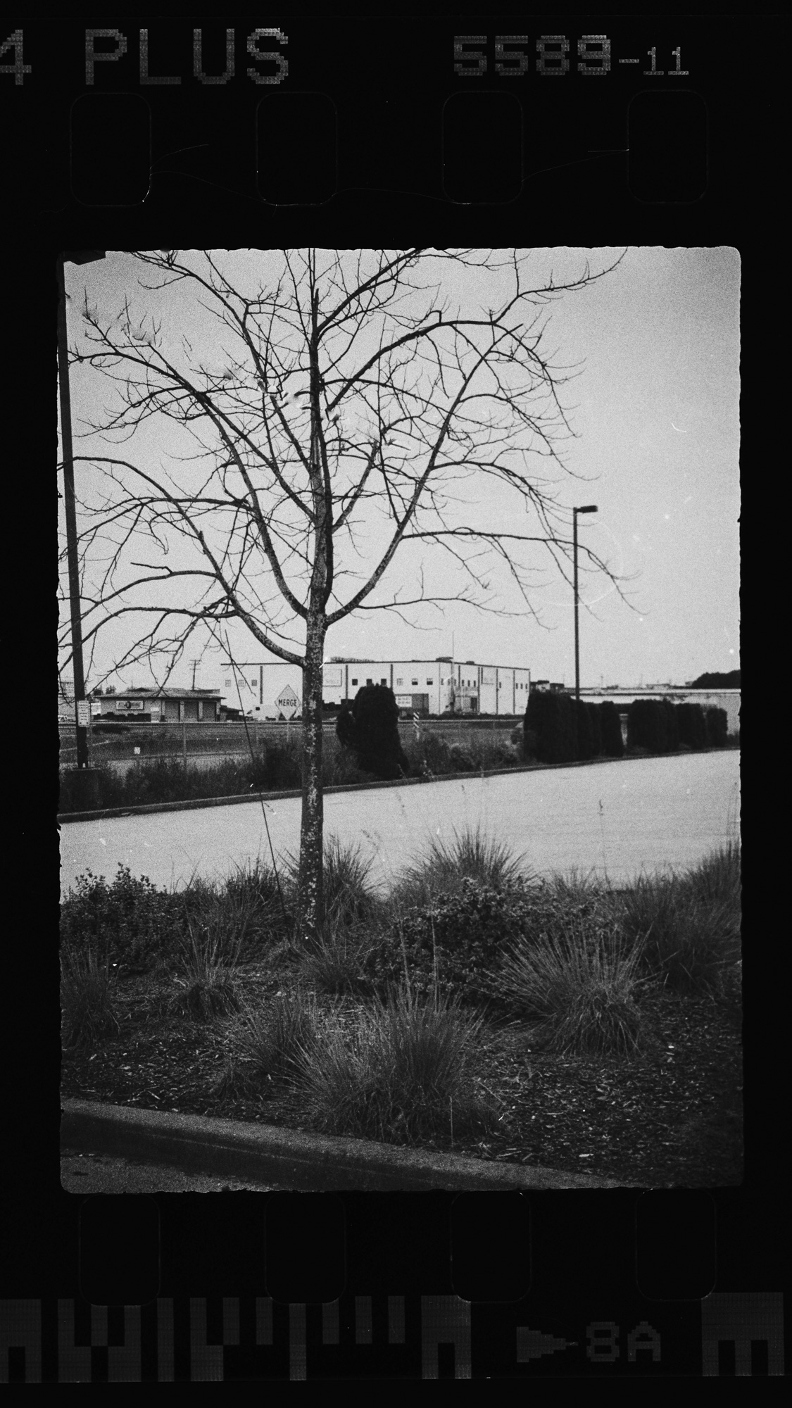 Alfie Tych camera black and white film scan of an urban scene and tree