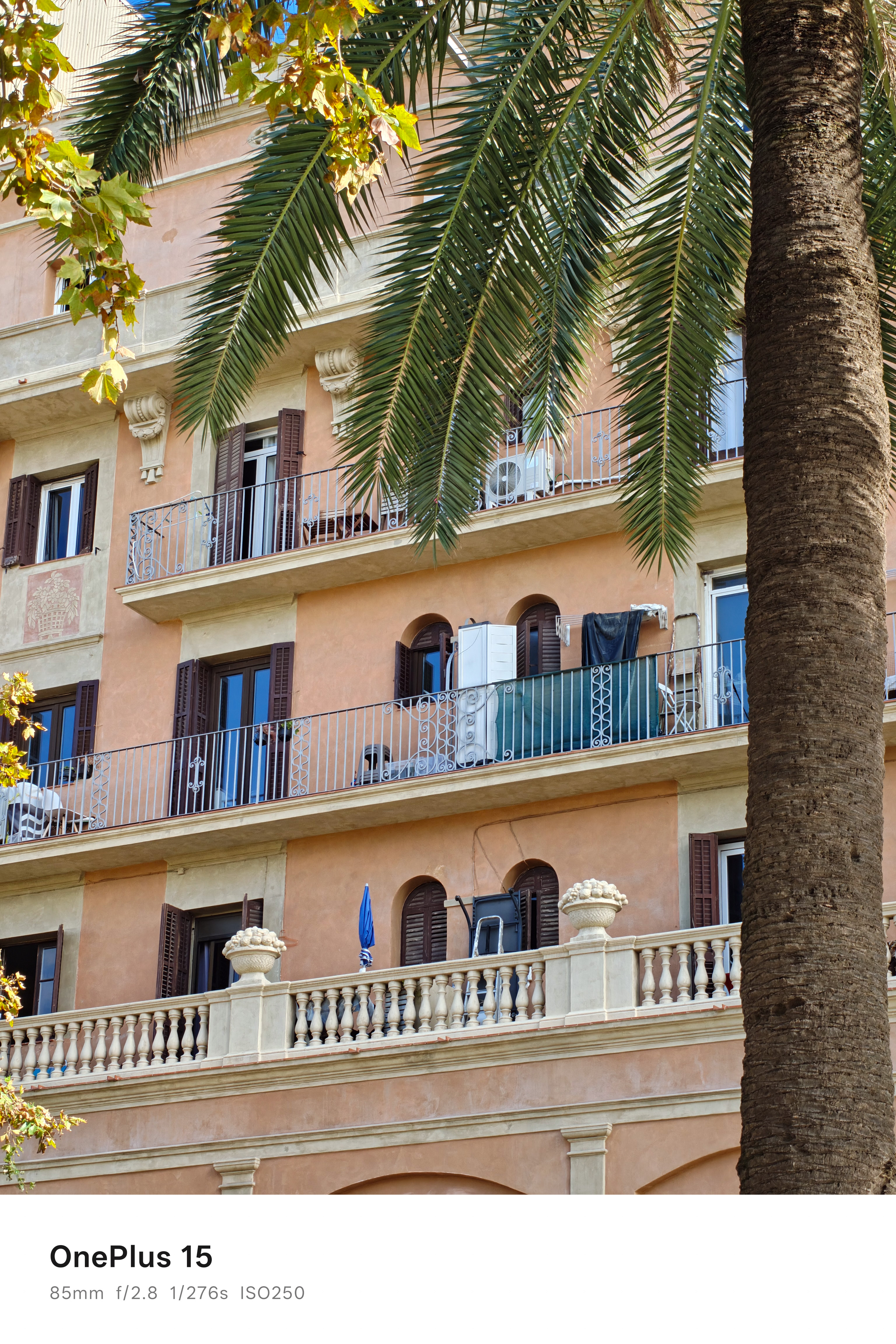 Balconies of a residential building behind a palm tree