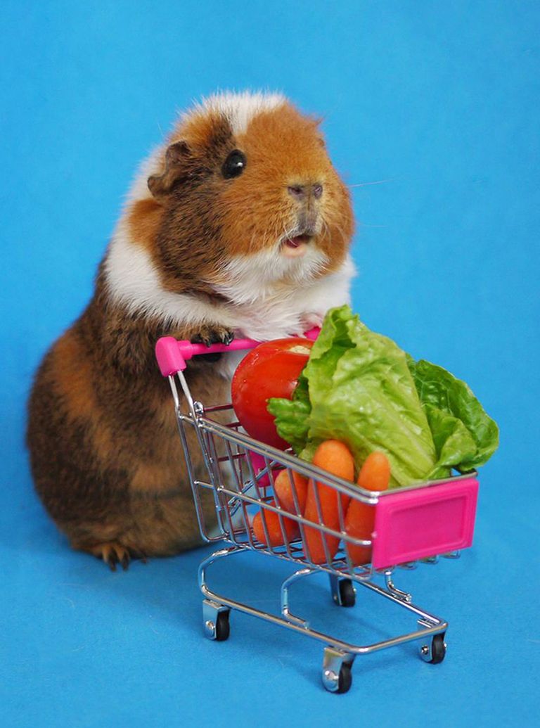 Guineapig_1