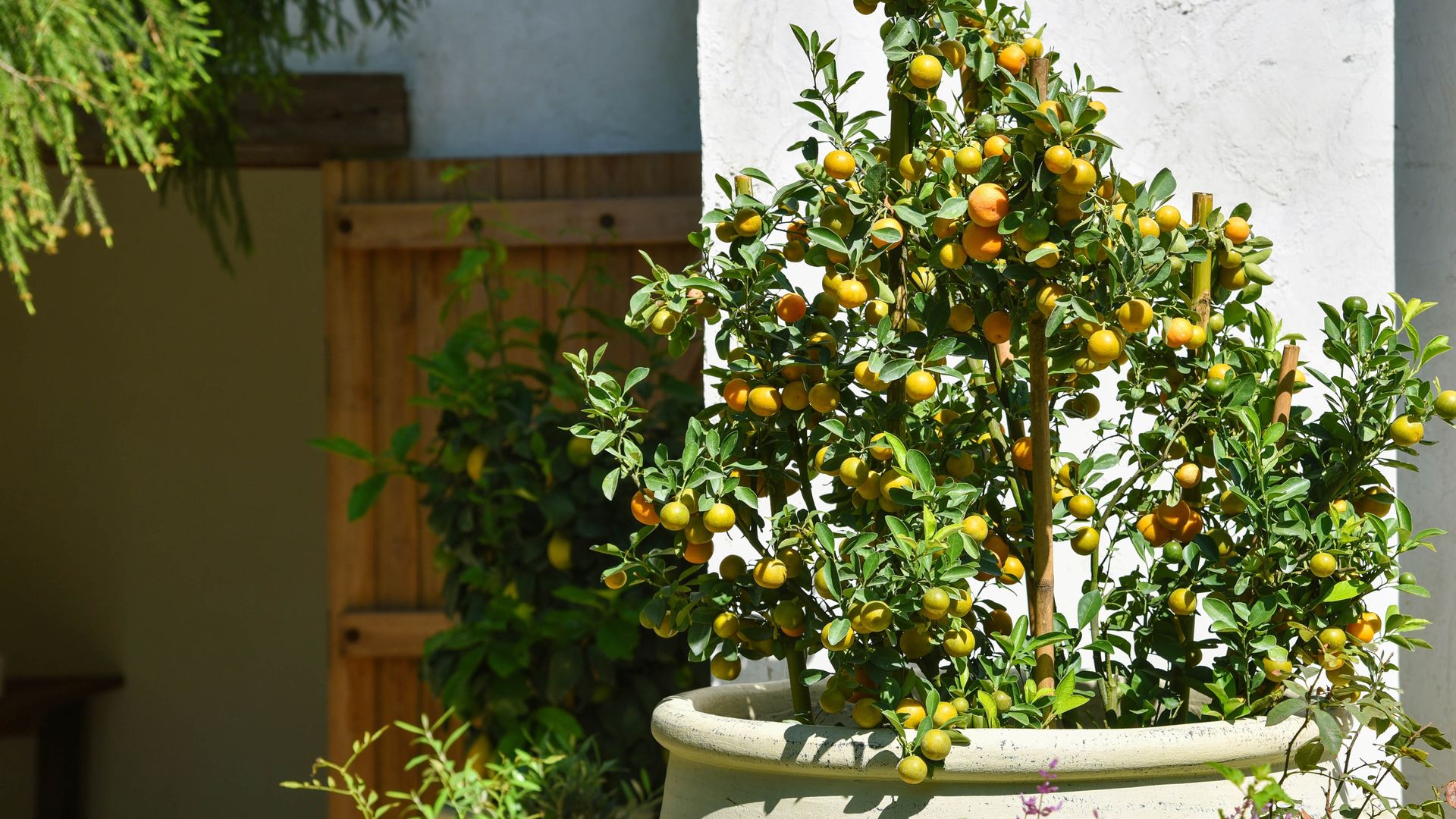 5 best trees to grow in containers Tom's Guide