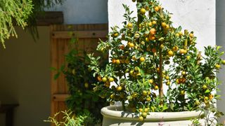 Citrus tree in container