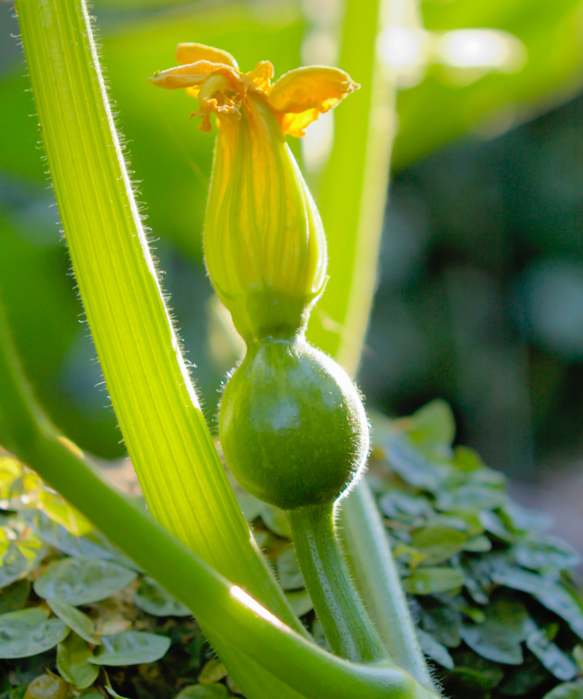 Single pumpkin flower and fruit sprouting back lit by the sun