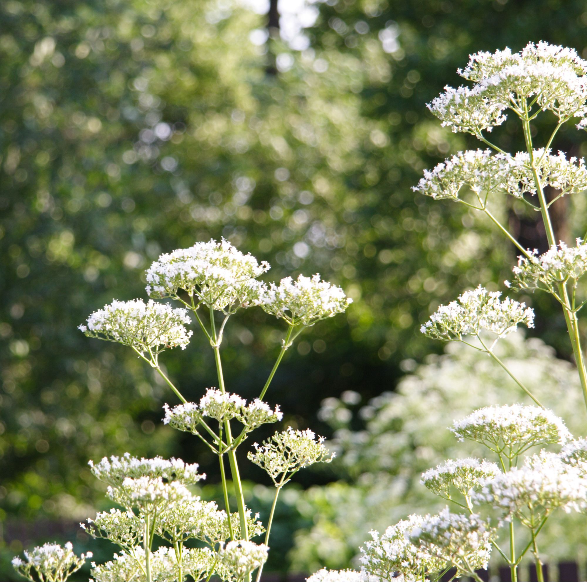 Angelica plant Getty