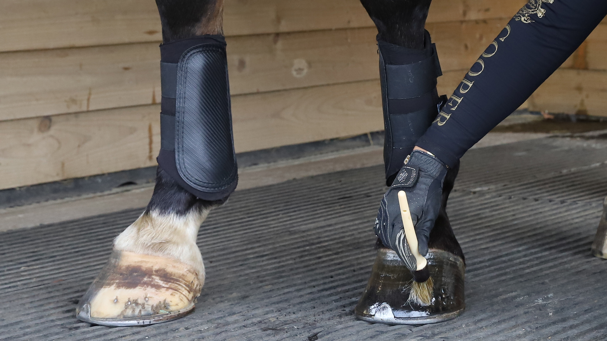 Close up of front feet of a horse having hoof oil applied to his feet
