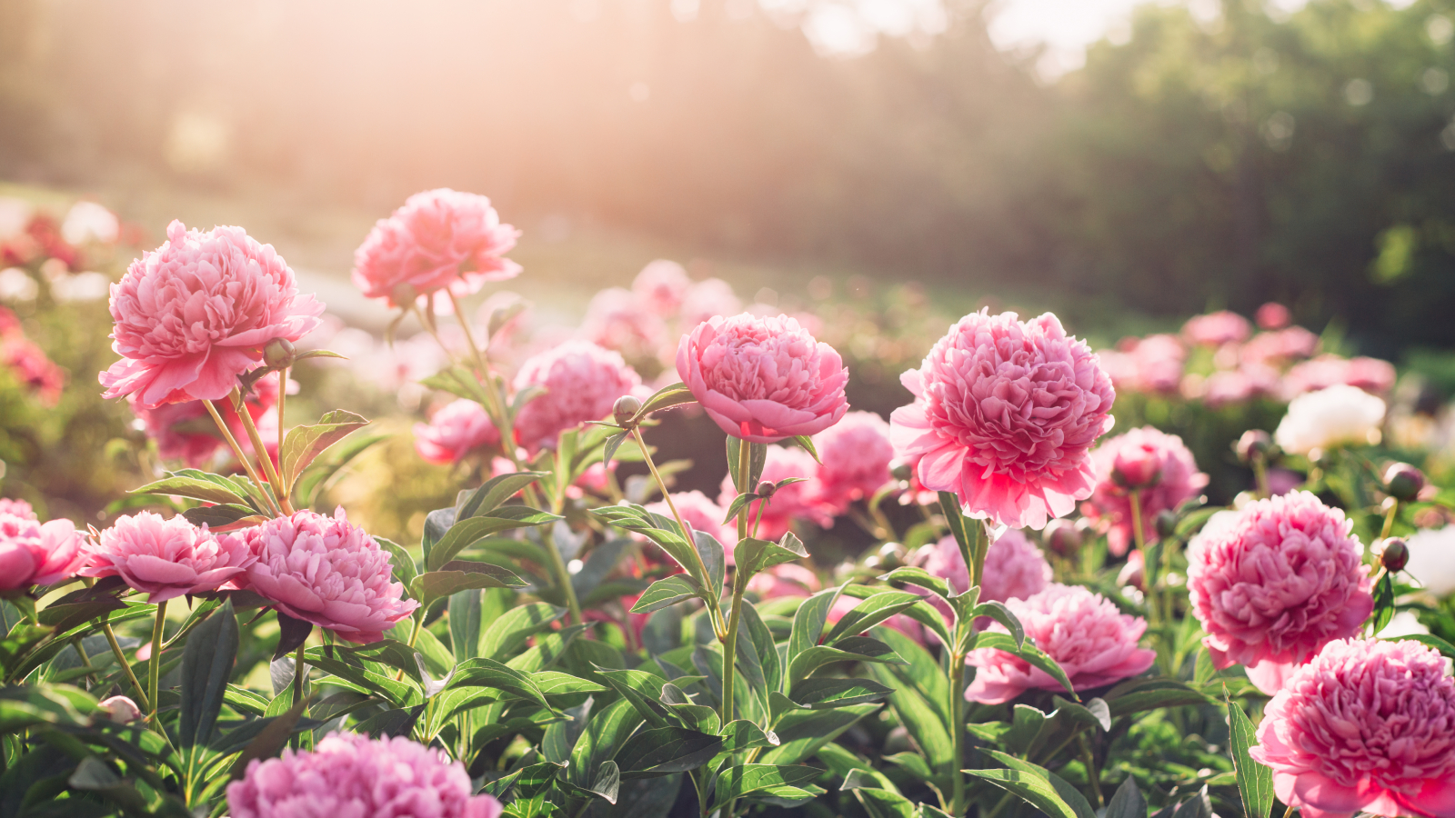 Pink peonies in sunlight