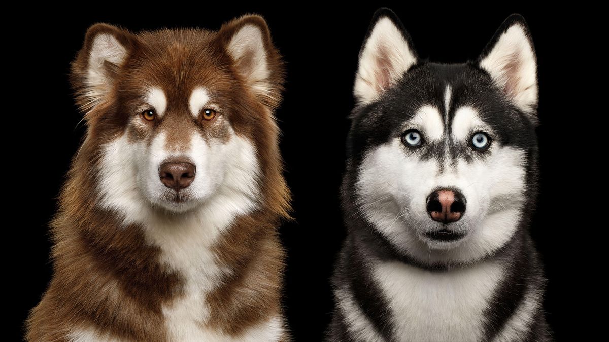 Portraits of Siberian Husky and Alaskan Malamute on black background