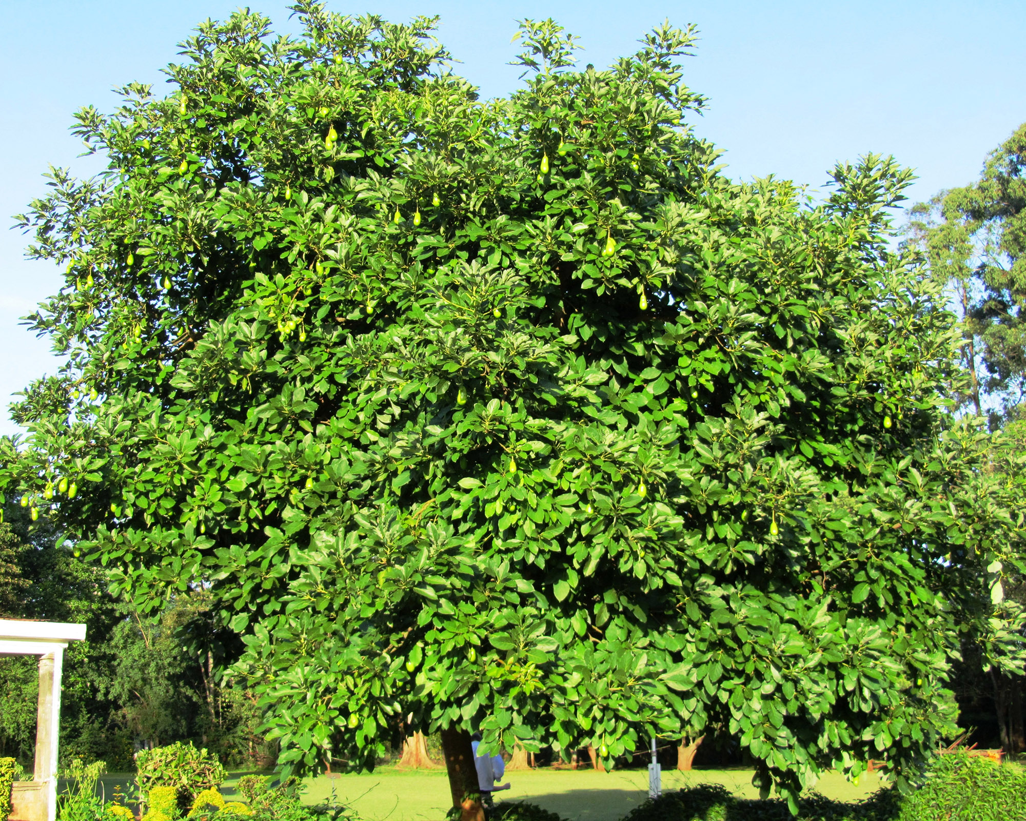 Avocados on the tree