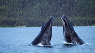 Two humpback whales exhibiting spyhop behavior. Both their heads are out of the water and facing each other. There is a mountain covered in pine trees in the background.