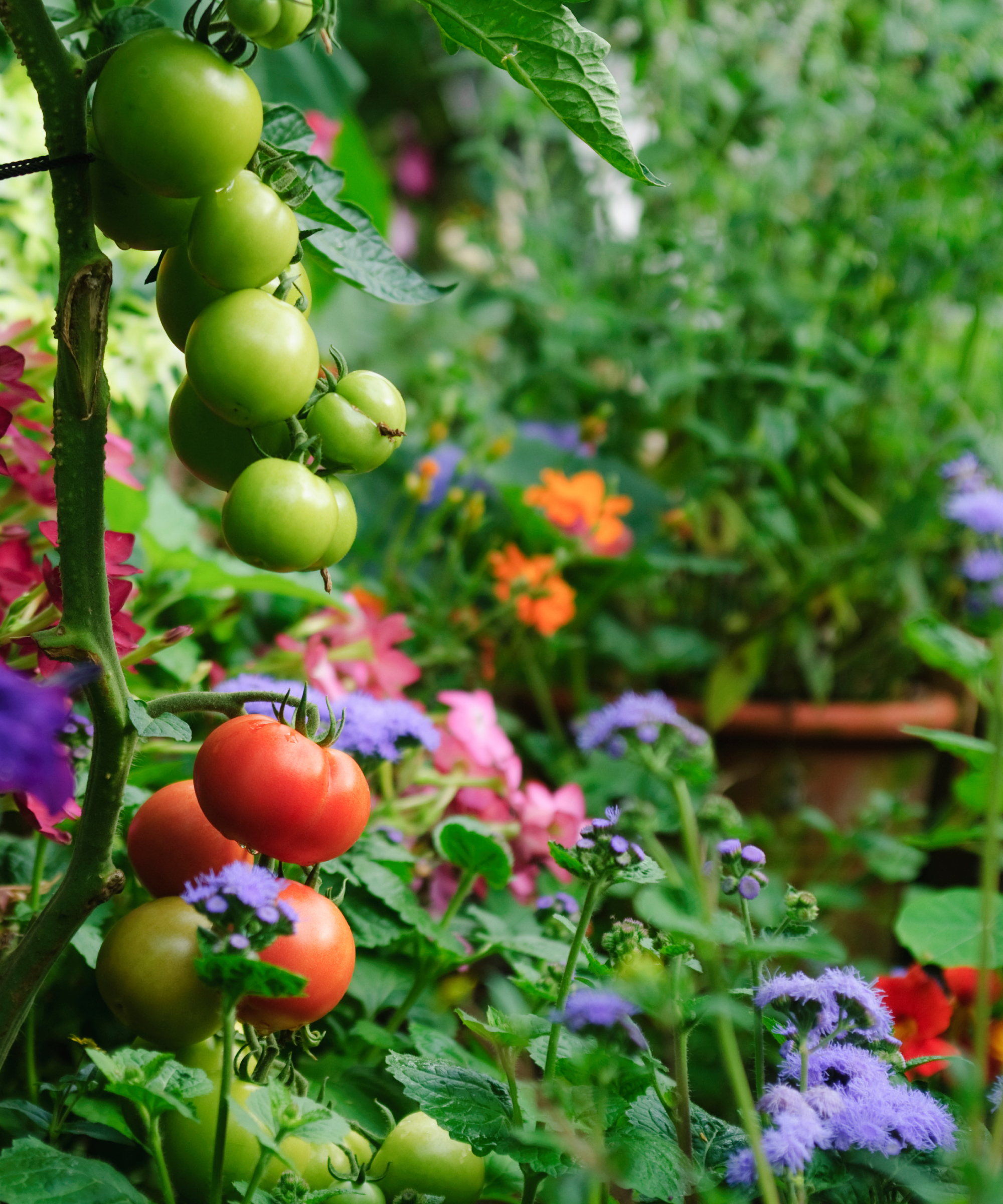 Tomatoes planted in container vegetable garden combination