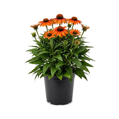 Live Coneflower (echinacea) - Orange Blooms, Pollinator-Friendly Flowering Perennial, 12" Tall by 6" Wide in 2.5 Qt Pot