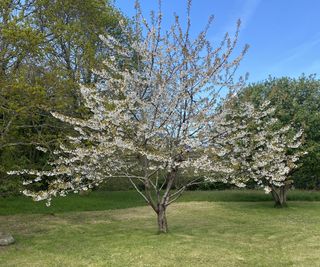 Cherry tree growing in a lawn